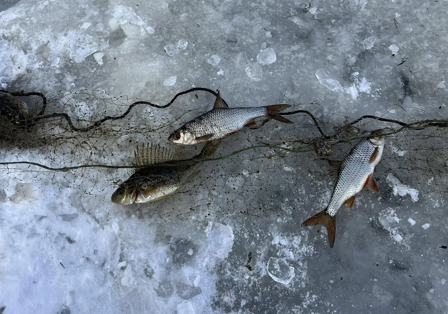 2251233224924100332 n