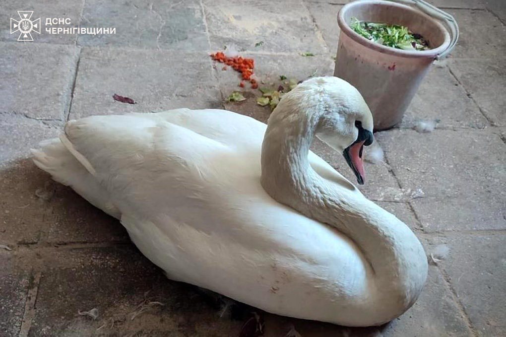 623354118 1334665872025747 1376910638887910897 n