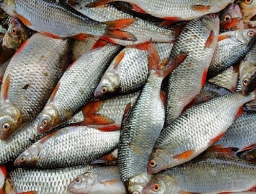 1aribass