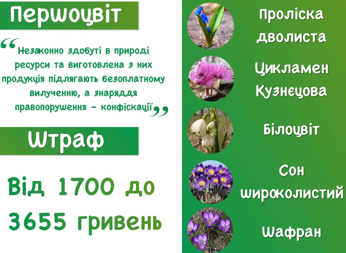1abpervocvit2