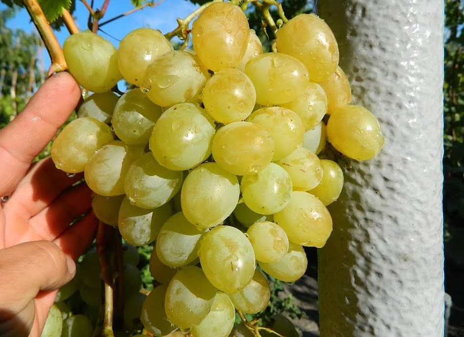 1vinograd1