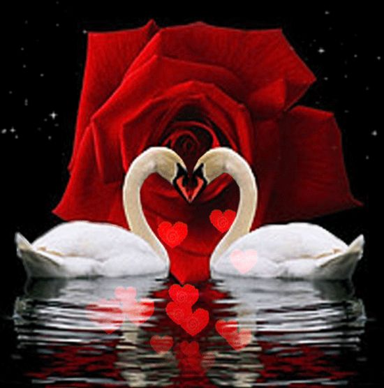 Лебеді кохання ілюстрація