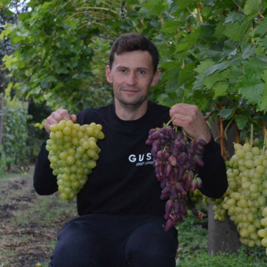 Валерій Гусєв у своєму винограднику