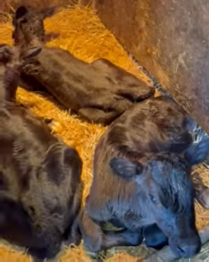 Одразу після народження