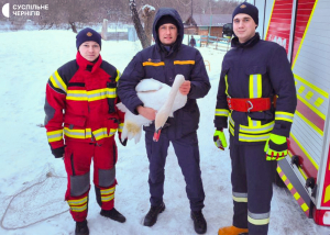 Рятувальники визволили лебедя з криги