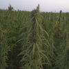 Технічні коноплі вітчизняних сортів, майже не мають наркотичних речовин