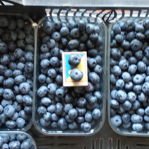 Ягода лохини - крупна і солодка