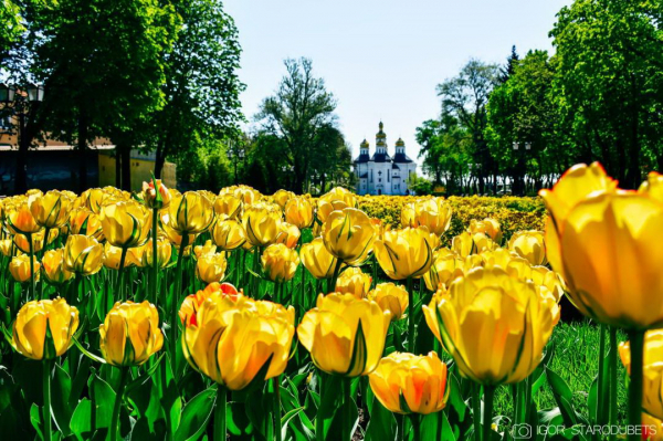 Мільйони на озеленення: цільові закупівлі Чернігівської міської ради