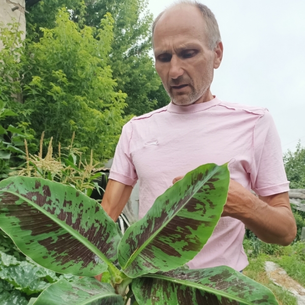 Банан літує надворі