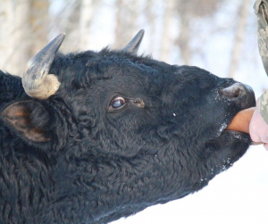 Підгодівля свіжим хлібом