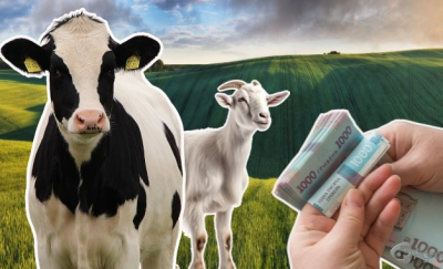 Дотація на утримання корів, кіз та/або овець