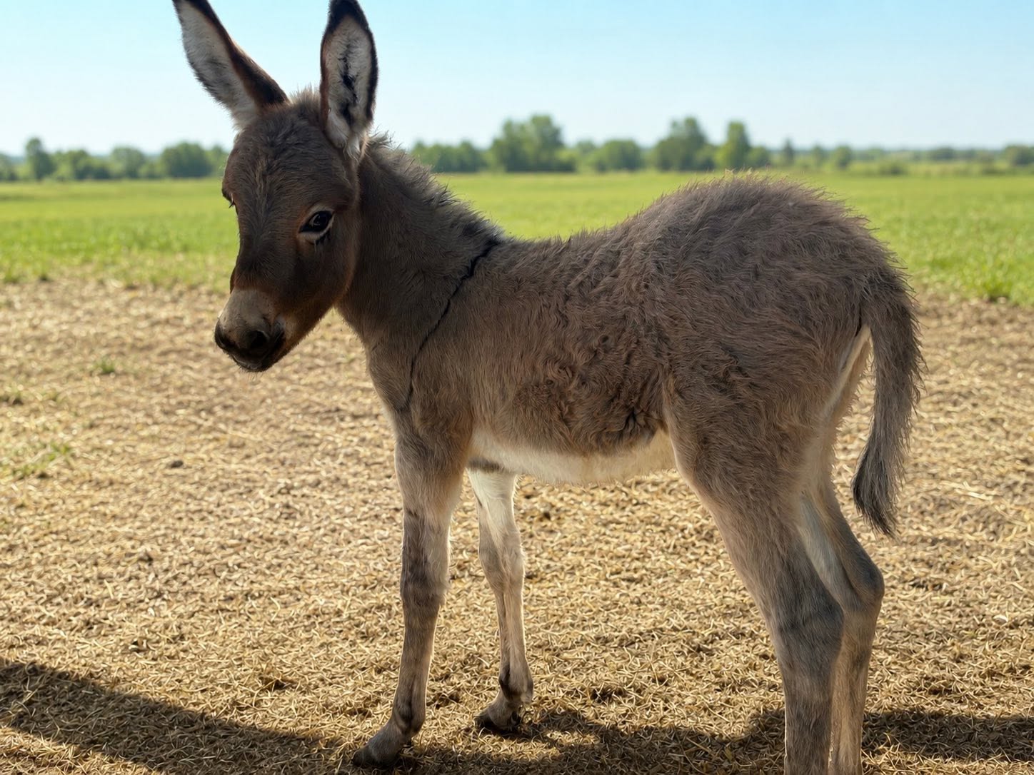 віслюк на Чернігівщині