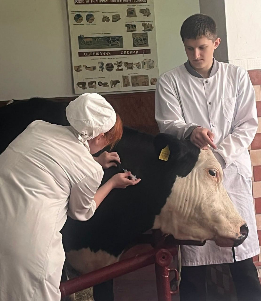 ветеринари вакцинують корову