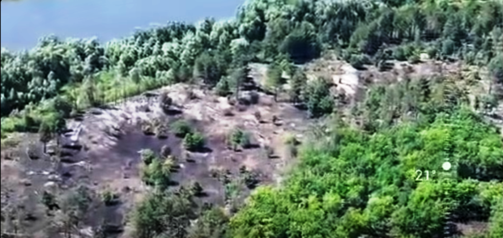 вигорів ліс