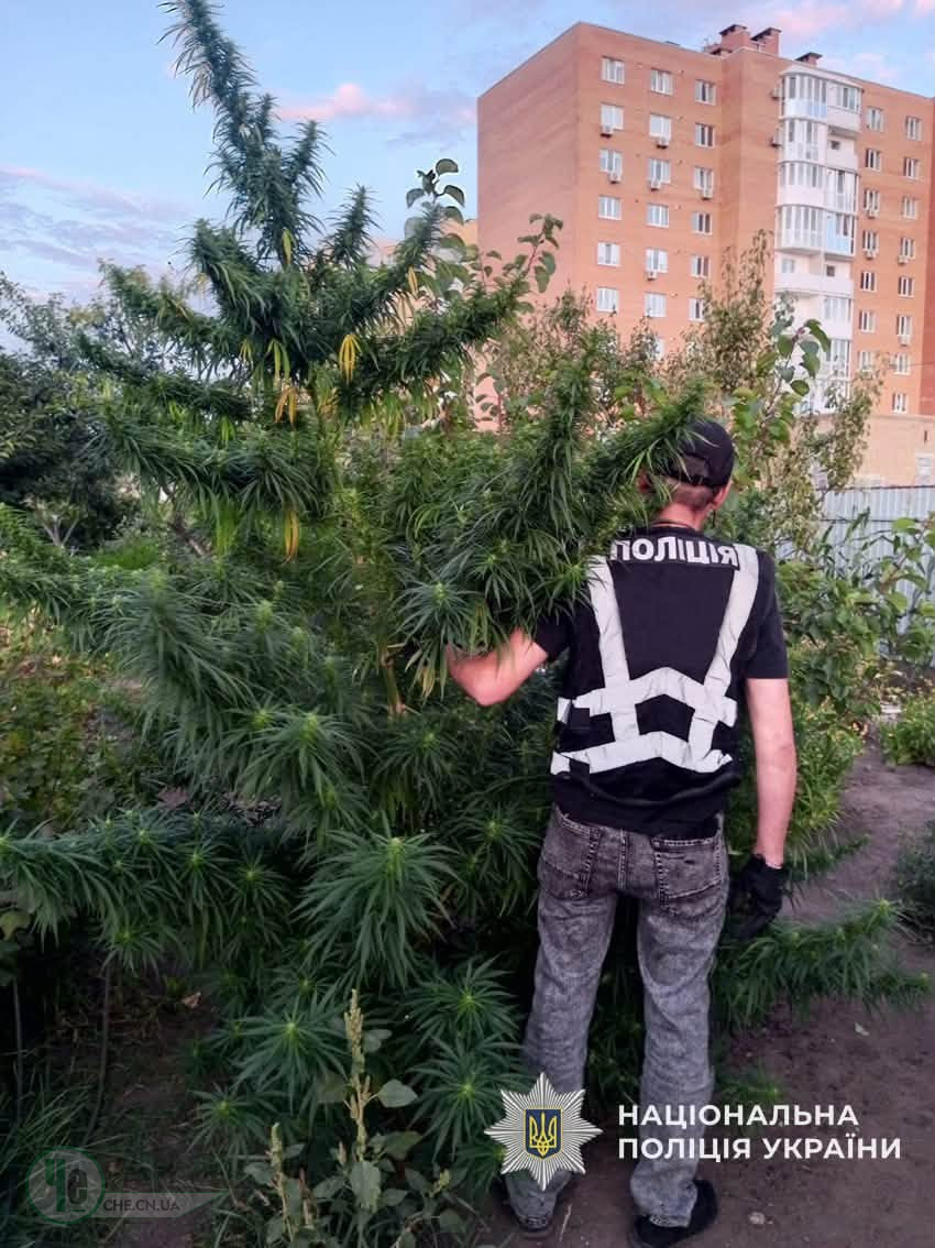 коноплі